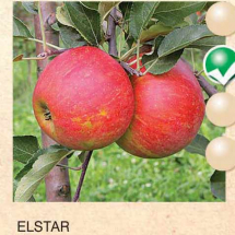 elstar jabuka-sadnice-agrokalemplod_09