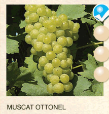muscat ottonel vinova-loza-sadnice-agrokalemplod_53